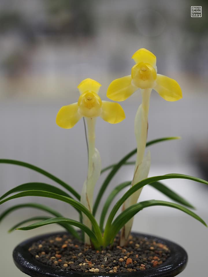 Cymbidium goeringii, 3 cultivars différents 52880510