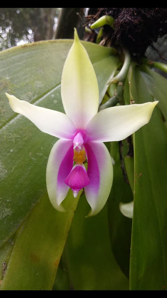 Phalaenopsis bellina wild  58649410