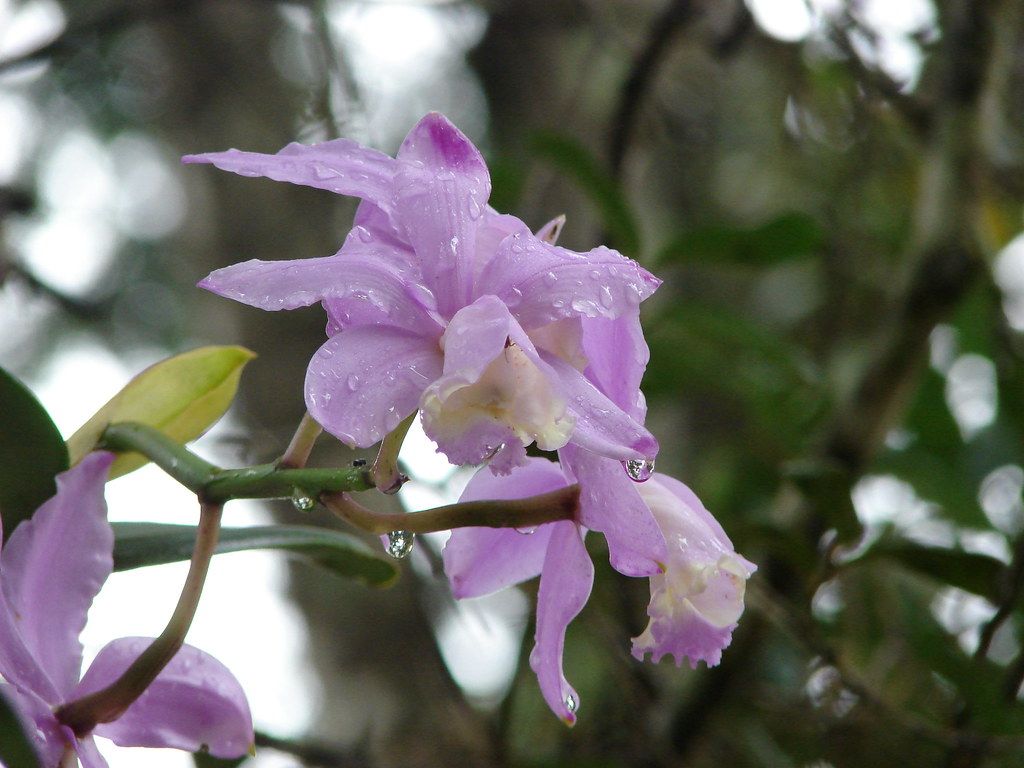 Cattleya loddigesii  8bddf710