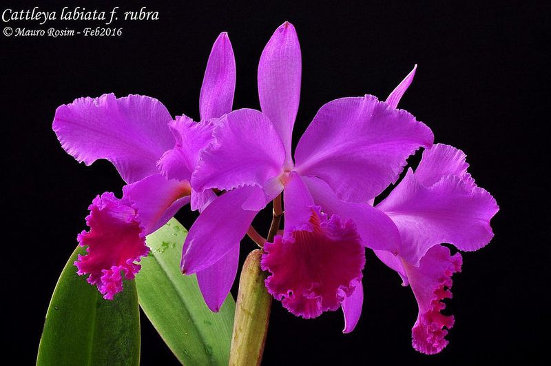 Cattleya labiata f. rubra 90029511