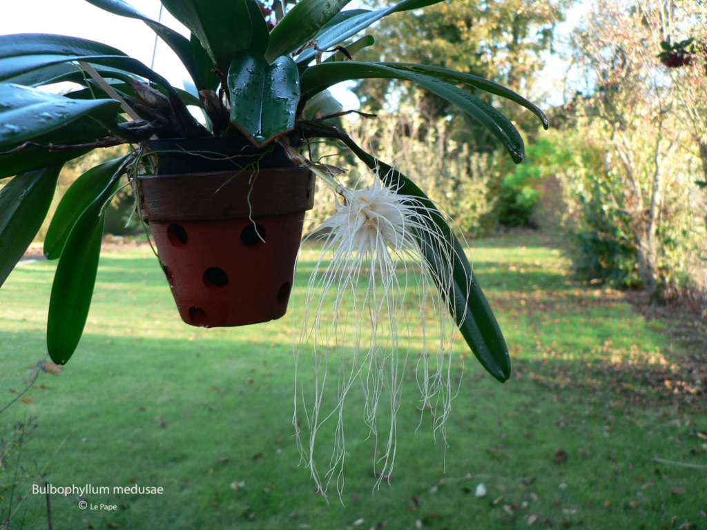 Bulbophyllum medusae  Bulbop11