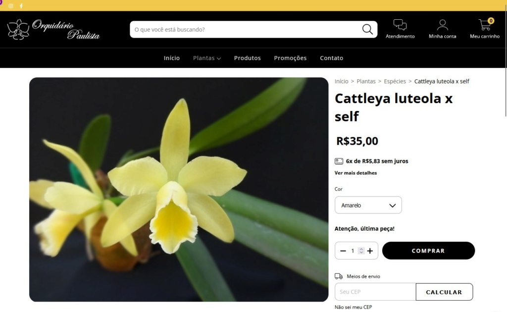 Cattleya luteola  Captur26
