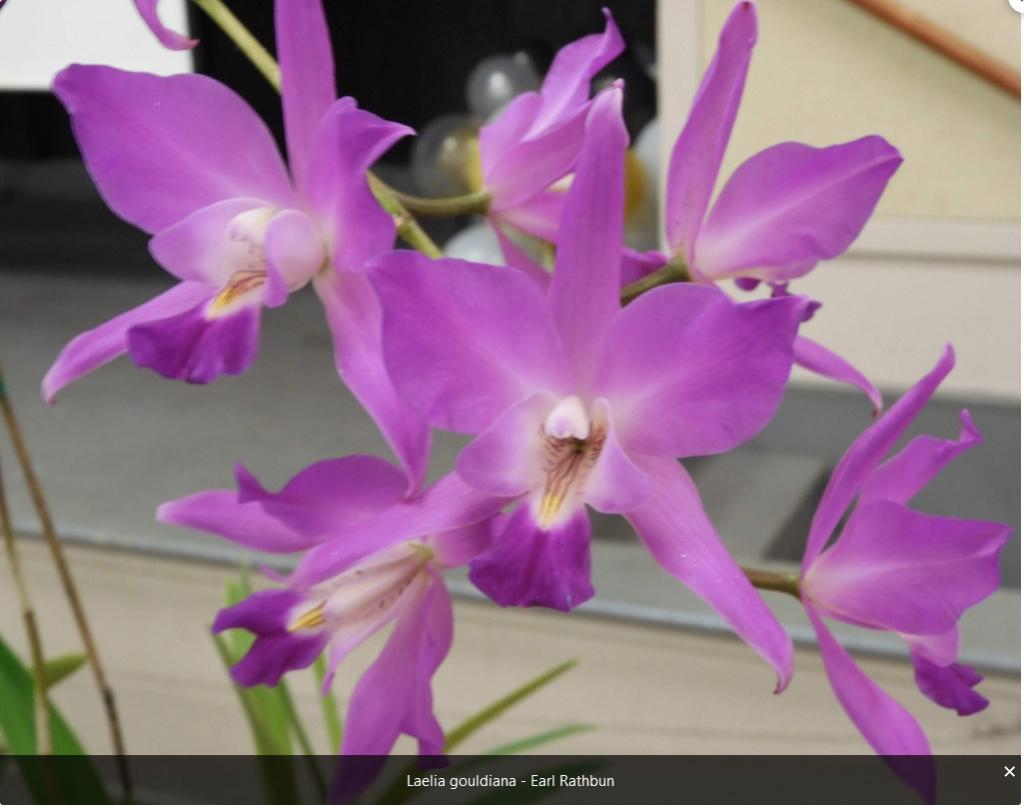 Photos d'orchidées inédites   - Page 11 Captur61
