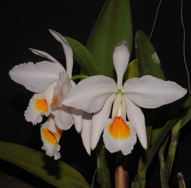 Cattleya wallisii f. alba  Cat_el13