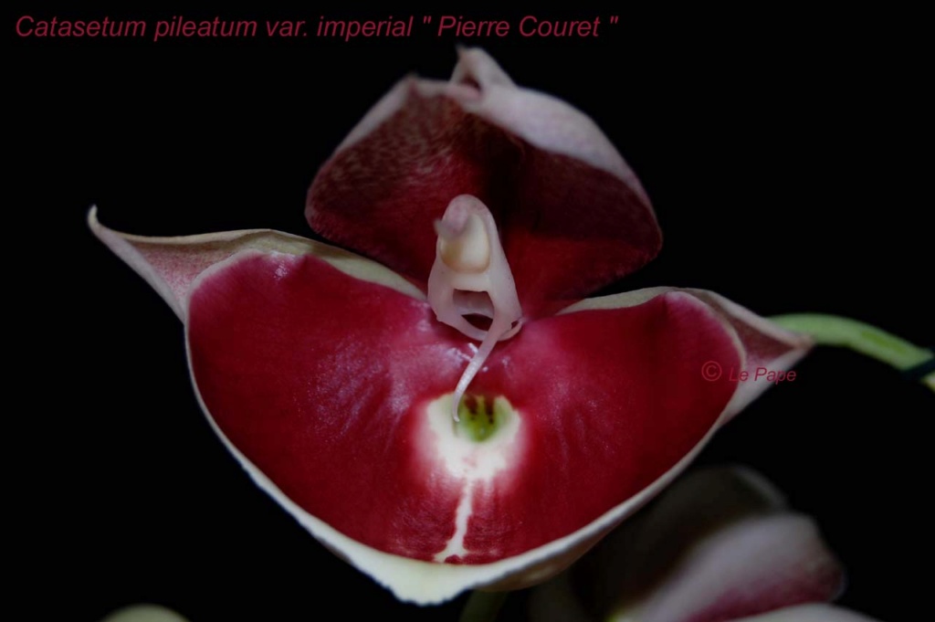 Catasetum pileatum f. imperiale 'Pierre Couret' HCC/RHS Catase11