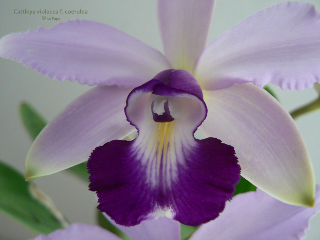 Cattleya violacea et contrefaçons... Cattl100