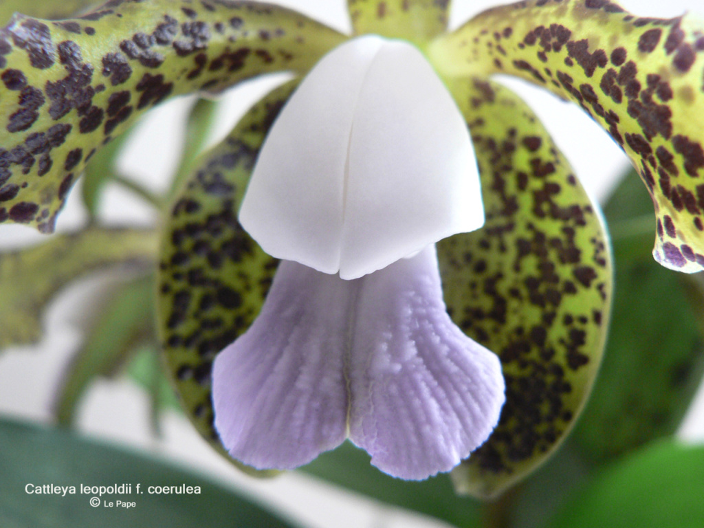 Cattleya tigrina f. coerulea Cattl140