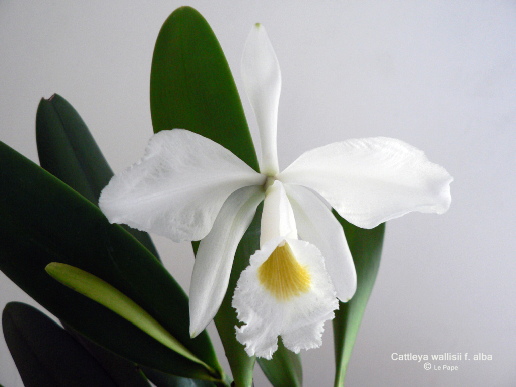 Cattleya wallisii f. alba  Cattl142