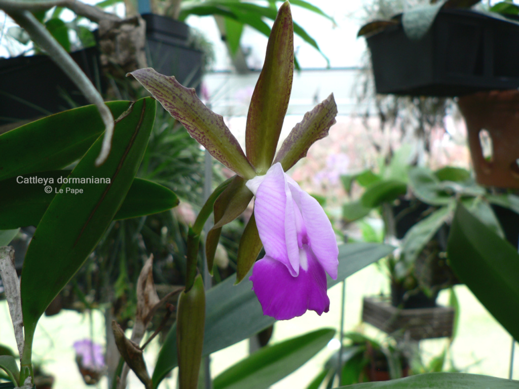 Cattleya dormaniana  Cattl166