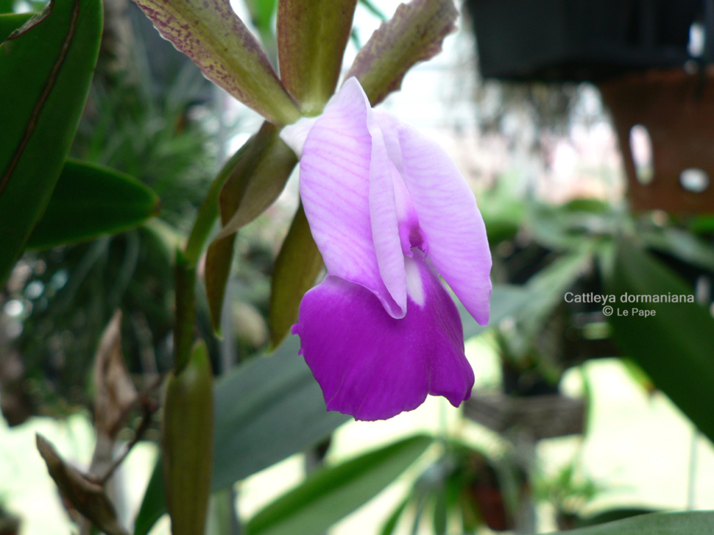 Cattleya dormaniana  Cattl167