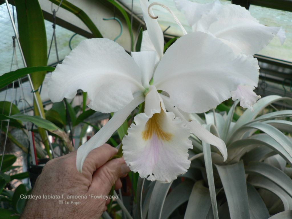 Cattleya labiata f. amoena 'Fowleyana' Cattl168