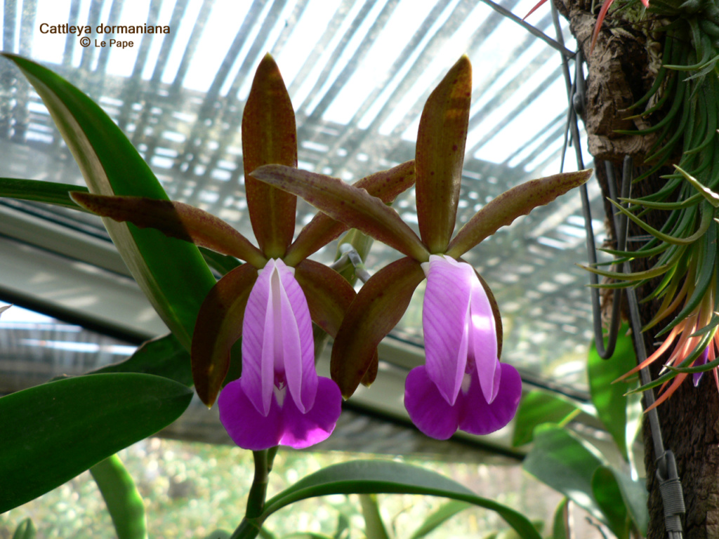 Cattleya dormaniana  Cattl174