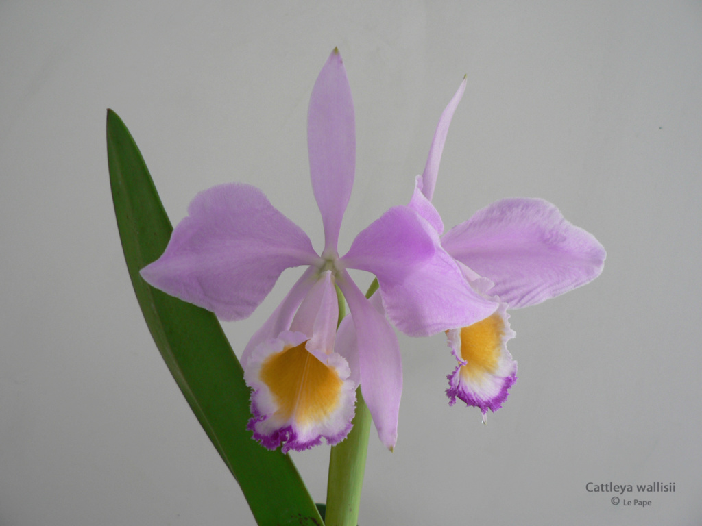 Cattleya wallisii Cattl186