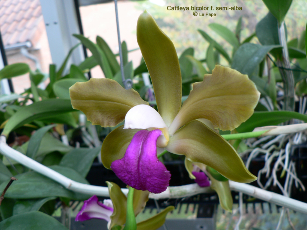 Cattleya bicolor f. semi-alba Cattl198