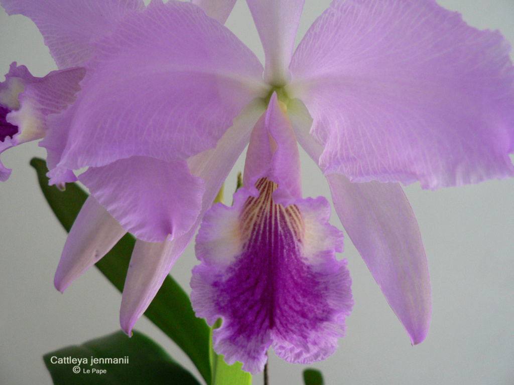 Cattleya jenmanii  Cattl210