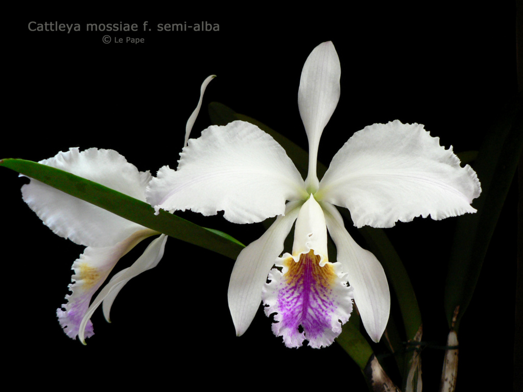 Cattleya mossiae f. semi alba 'Blanca x Aurora' Cattl241