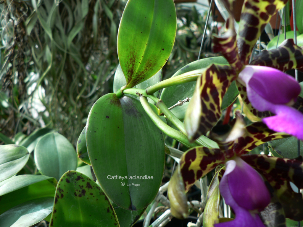 Cattleya aclandiae f. escura ( foncé )  Cattl249