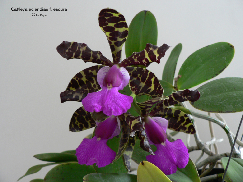 Cattleya aclandiae f. escura ( foncé )  Cattl257