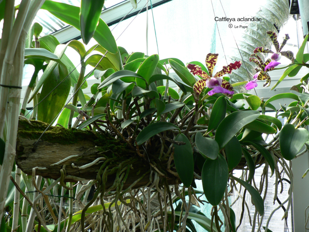 Cattleya aclandiae  Cattl259