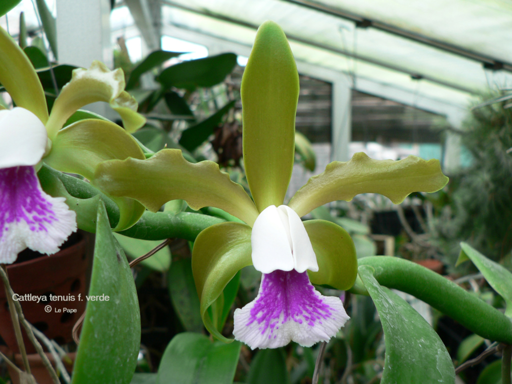 Cattleya tenuis f. verde Cattl335