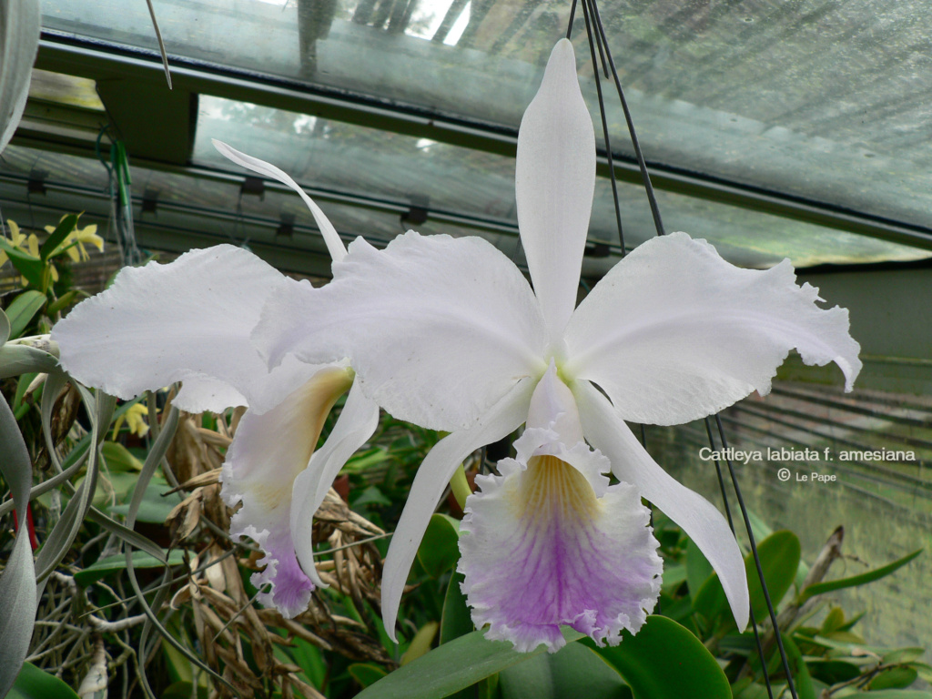 Cattleya labiata f. amesiana  Cattl358