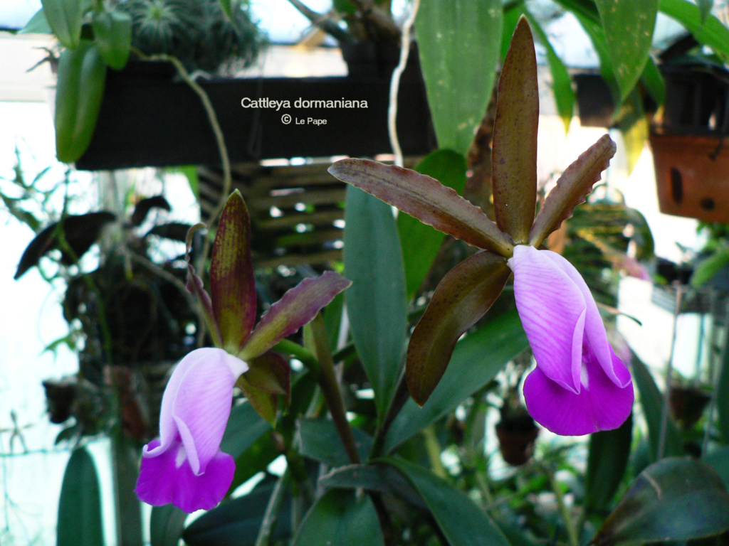 Cattleya dormaniana  s  Cattl361