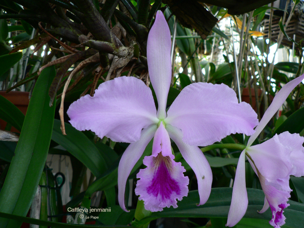 Cattleya jenmanii  Cattl365