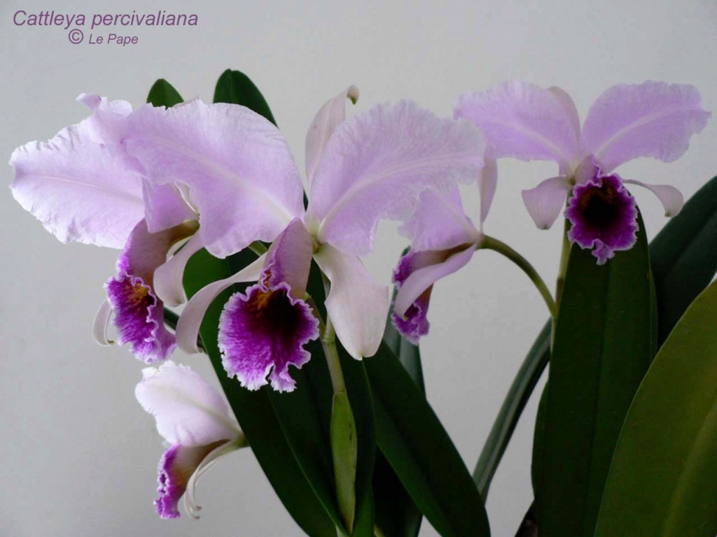 Cattleya percivaliana Cattl399