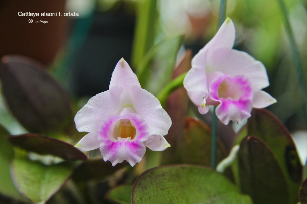 Cattleya alaorii f. orlata Cattl401