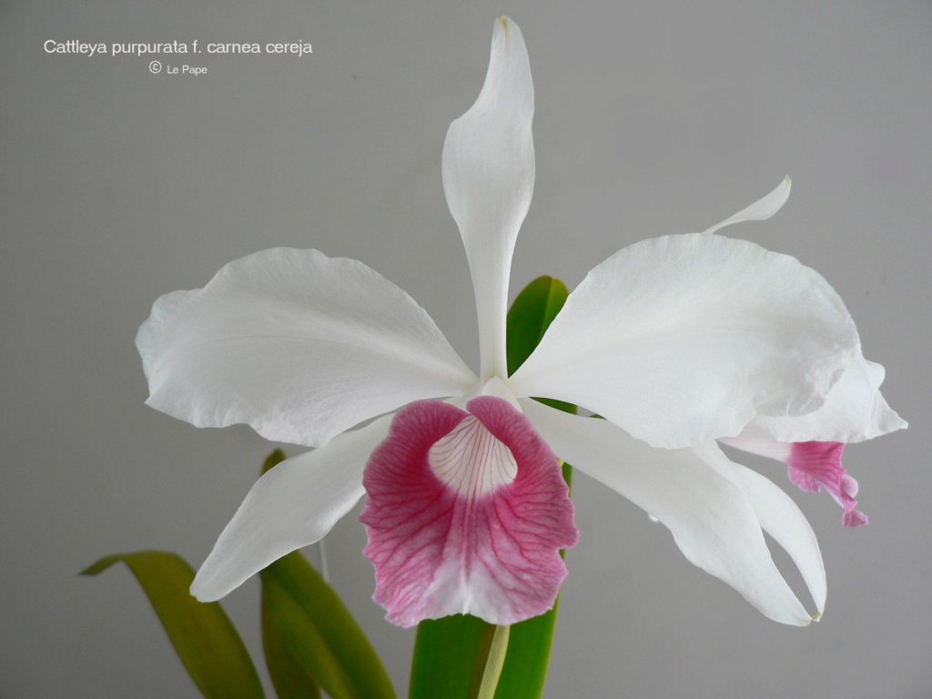 Cattleya purpurata f. carnea cereja clara  Cattl472