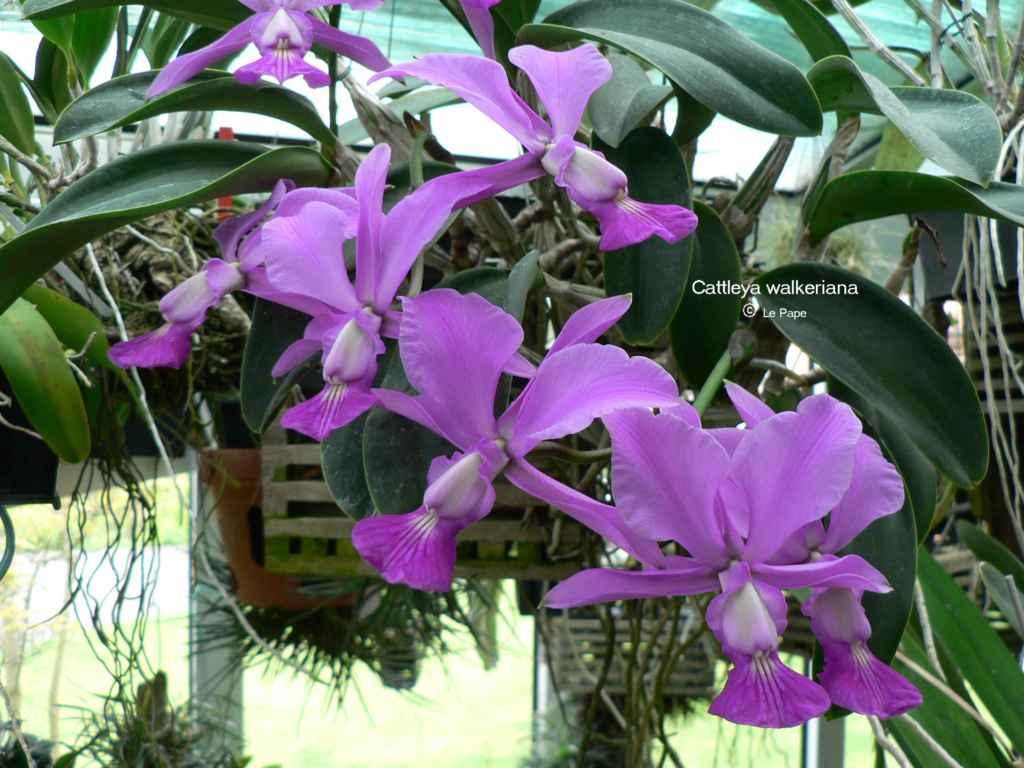 Cattleya walkeriana Cattl497