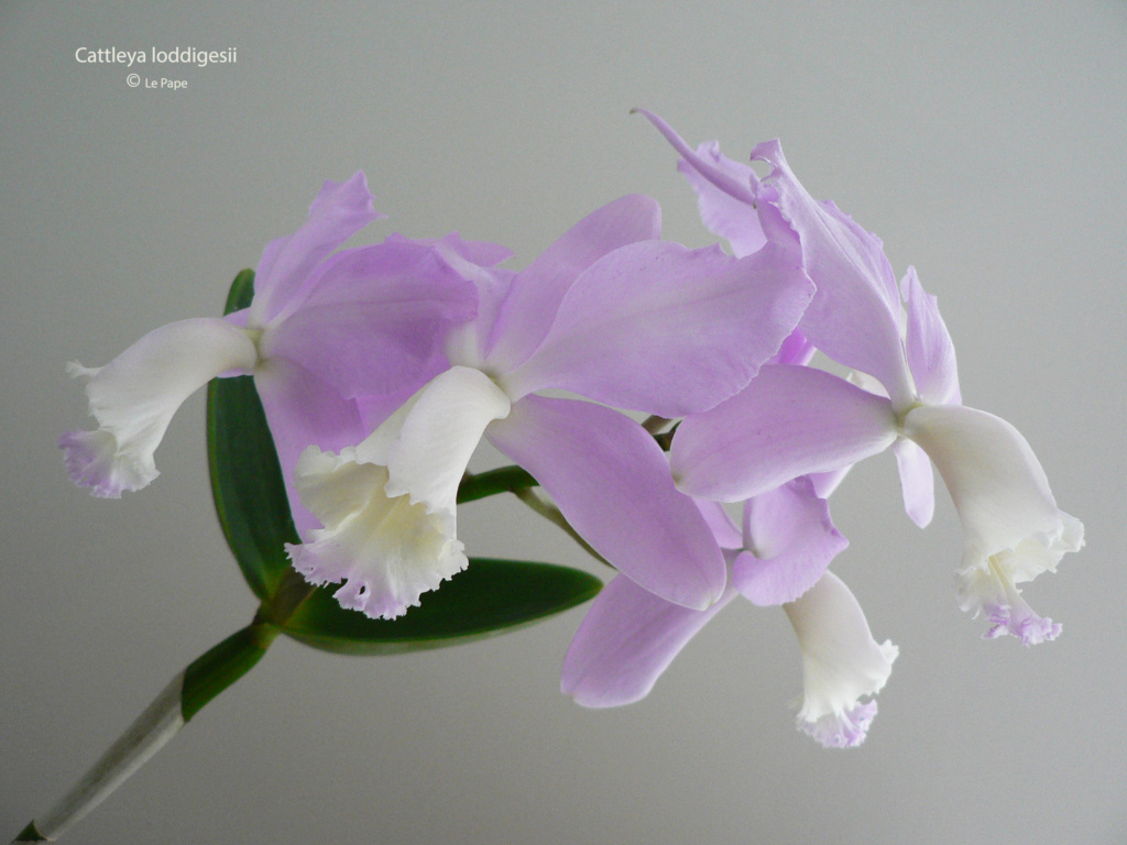 Cattleya loddigesii  Cattl509