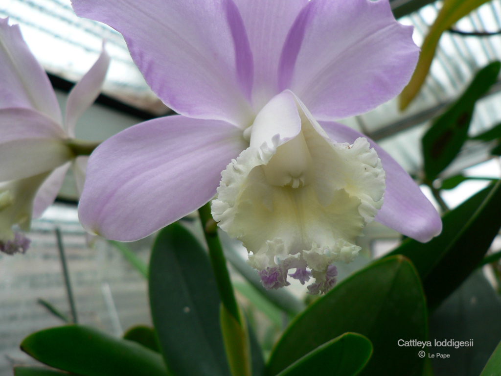 Cattleya loddigesii  Cattl516