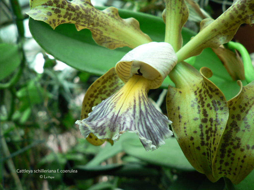 Cattleya schilleriana f. coerulea  Cattl545