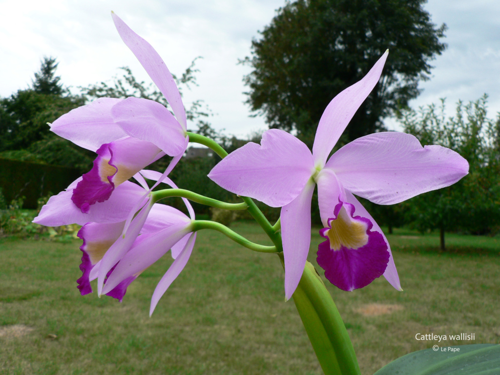 Cattleya wallisii ( eldorado ) Cattl590