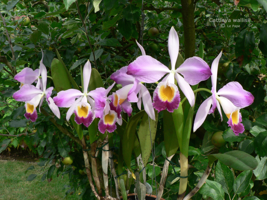 Cattleya wallisii ( eldorado ) Cattl592