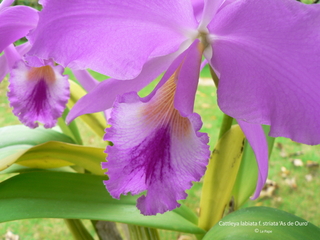 Cattleya labiata f. striata ‘As de Ouro’  Cattl599