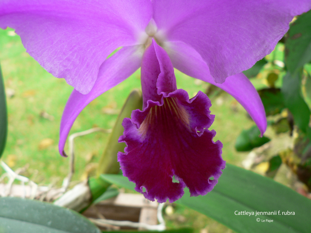 Cattleya jenmanii f. rubra  Cattl601