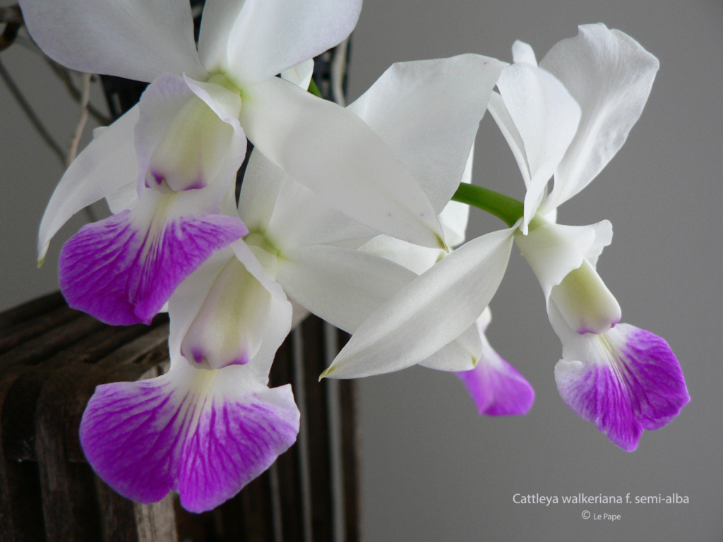 Cattleya walkeriana f. semi-alba  Cattl642