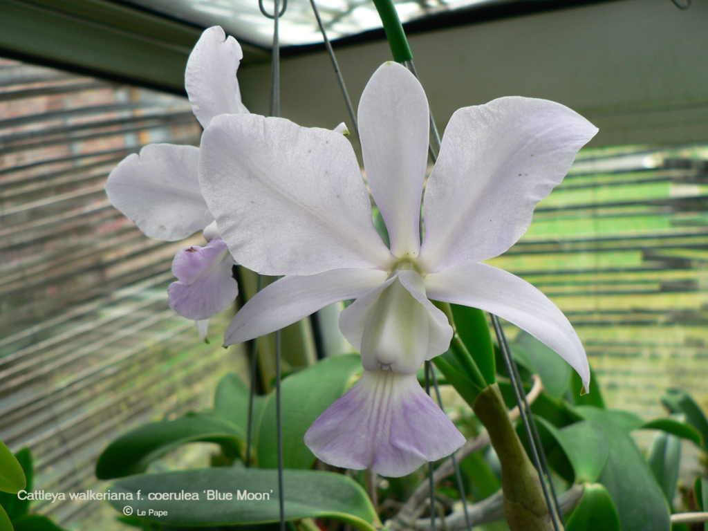 Cattleya walkeriana f. coerulea   Cattl652