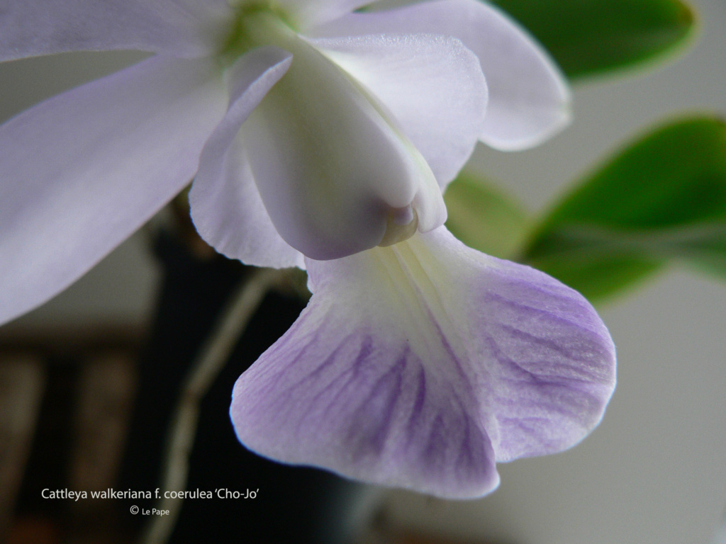 Cattleya walkeriana f. coerulea ‘Cho-Jo’  Cattl671