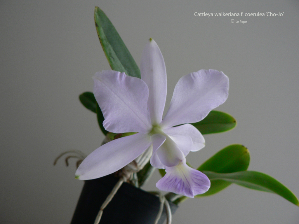 Cattleya walkeriana f. coerulea ‘Cho-Jo’  Cattl674