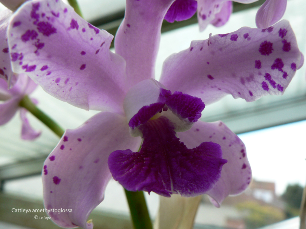 Cattleya amethystoglossa  Cattl687