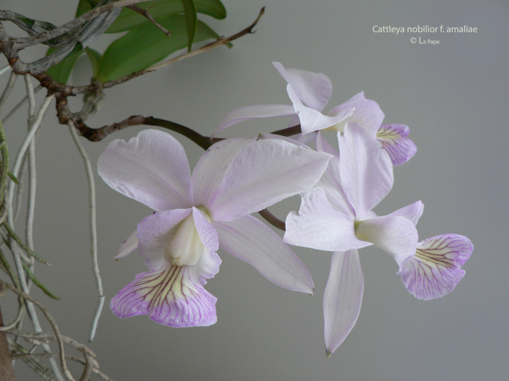 Cattleya nobilior f. amaliae  Cattl691