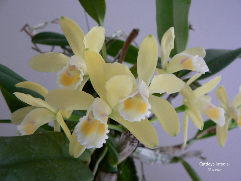 Cattleya luteola  Cattl740