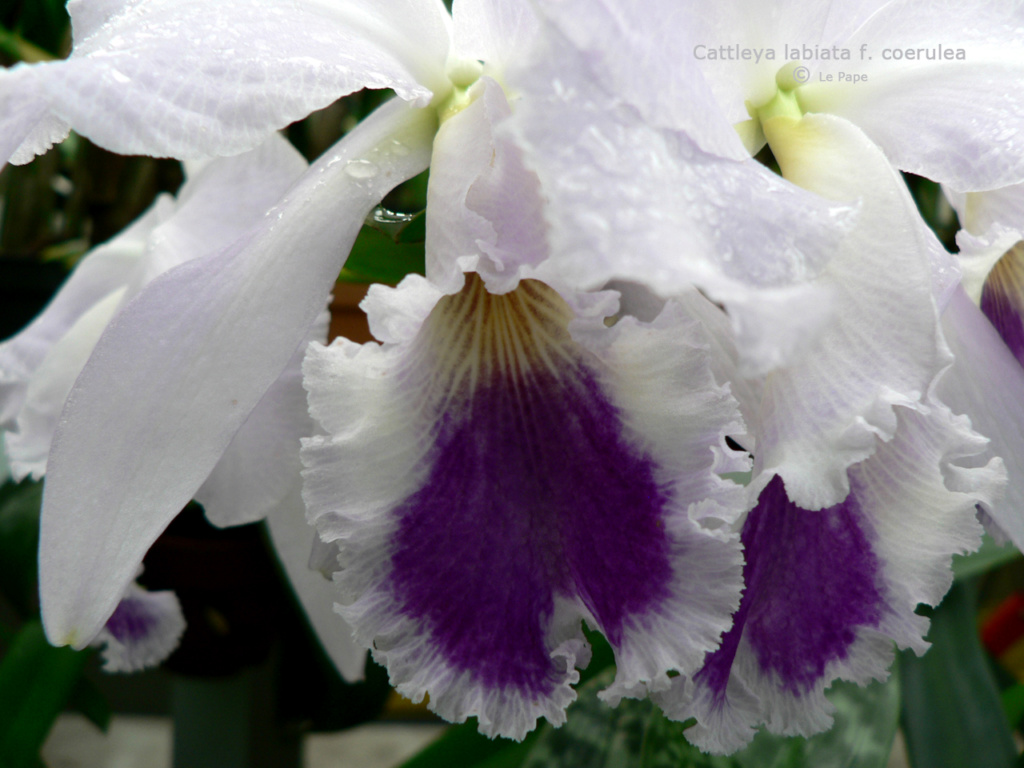 Cattleya labiata f. coerulea  Cattl748