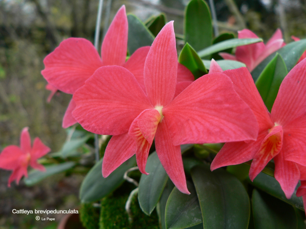 Cattleya ( Sophronitis ) brevipedunculata  Cattl753