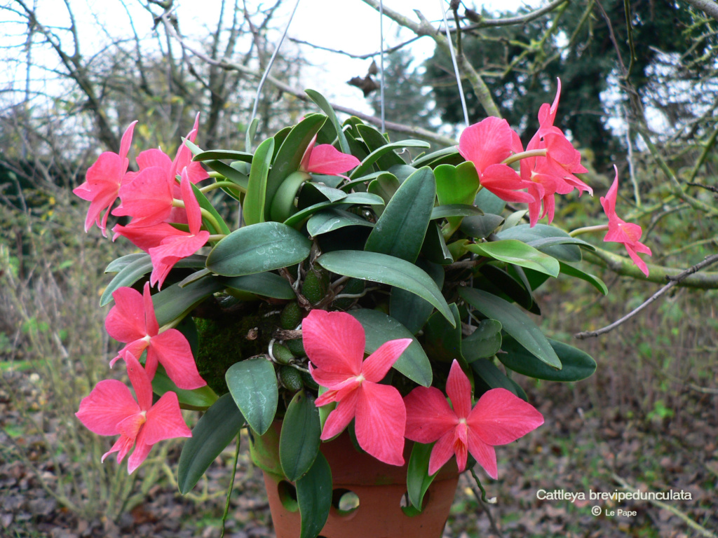 Cattleya ( Sophronitis ) brevipedunculata  Cattl755