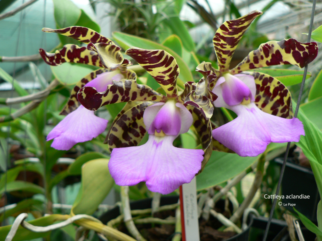 Cattleya aclandiae  Cattl797