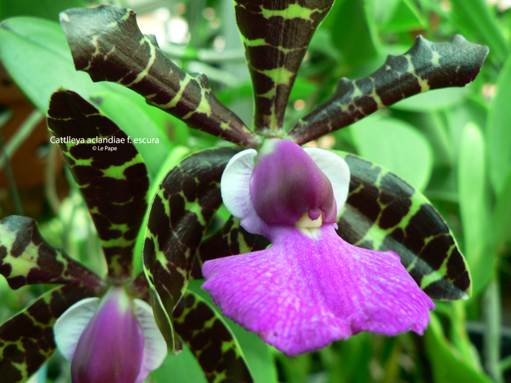 Cattleya aclandiae f. escura Cattl802